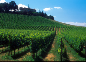 wine_franciacorta_hills_bresciatourism