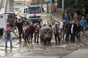 animali in fuga dallo zoo a Tiblisi per l'inondazione 2