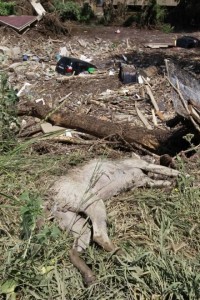 animali morti fuggiti dallo zoo a Tiblisi per l'inondazione
