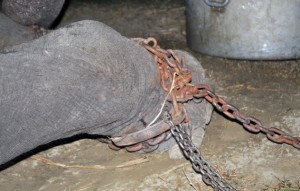 raju elefante pianto catene prigionia 50 anni