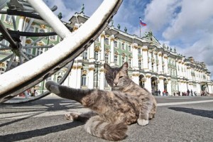 Al museo Hermitage in Russia i gatti sono amati nutriti coccolati